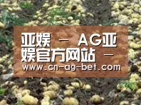 种植基地七